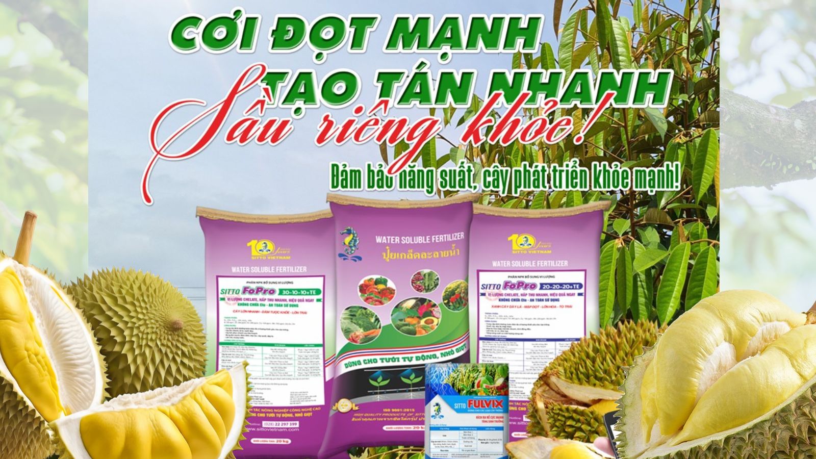 Sử dụng phân bón hòa tan Sitto Fopro tạo cơi đọt, tạo tán cho cây sầu riêng