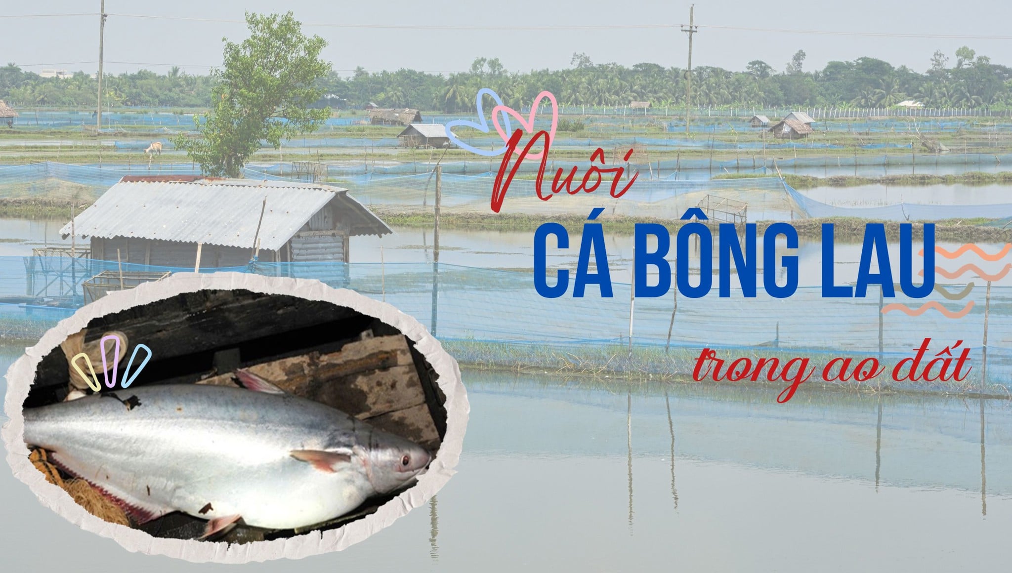 Nuôi cá bông lau trong ao đất tại Sóc Trăng: Kết quả, thách thức và hướng phát triển