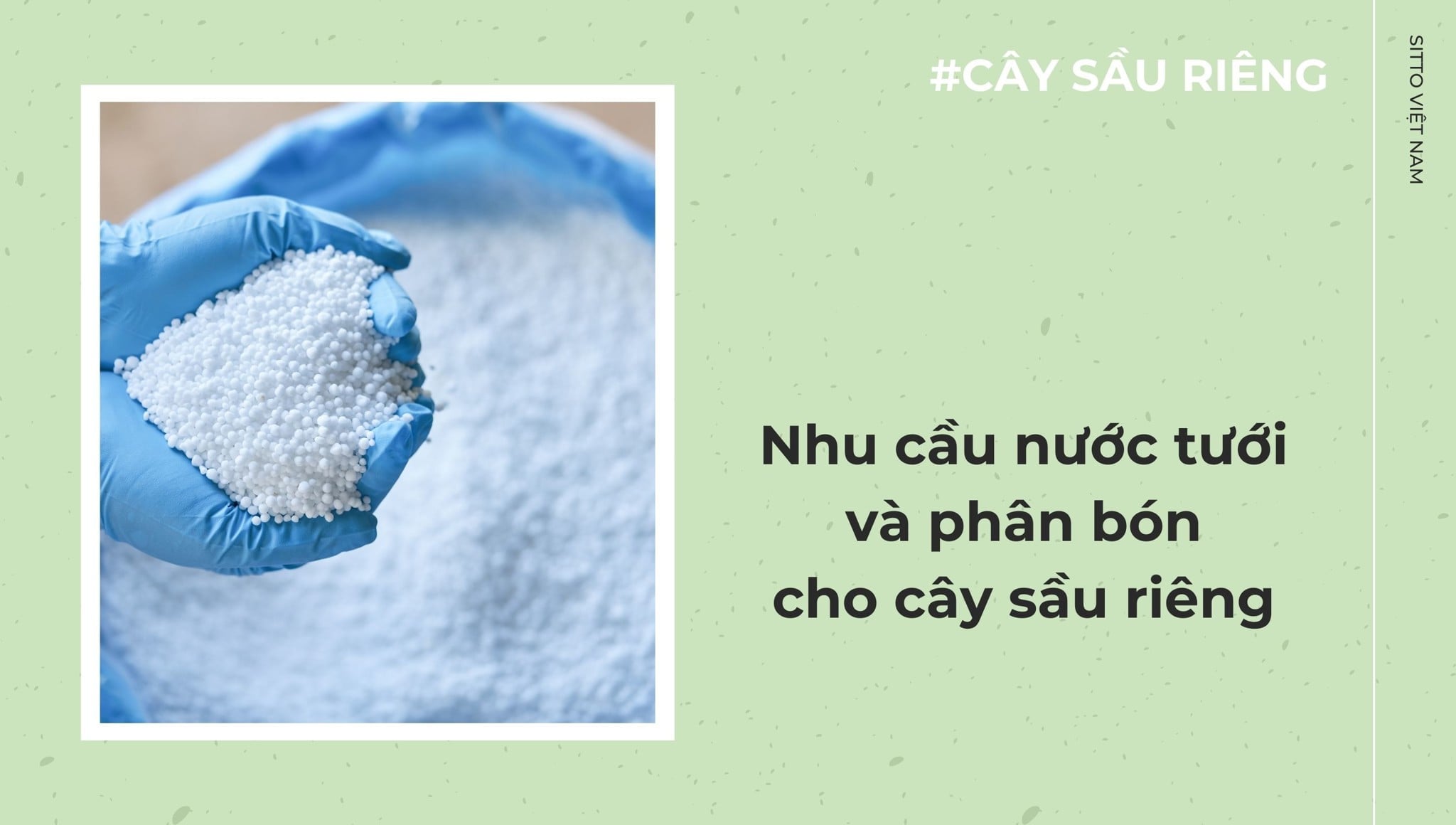 Nhu cầu nước tưới và phân bón cho cây sầu riêng