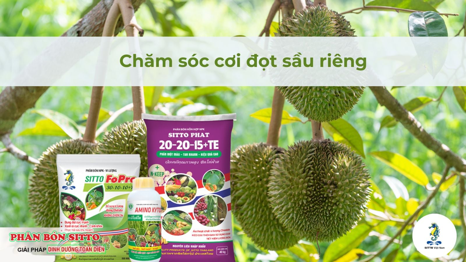 Giải pháp chăm sóc cơi đọt sầu riêng hiệu quả