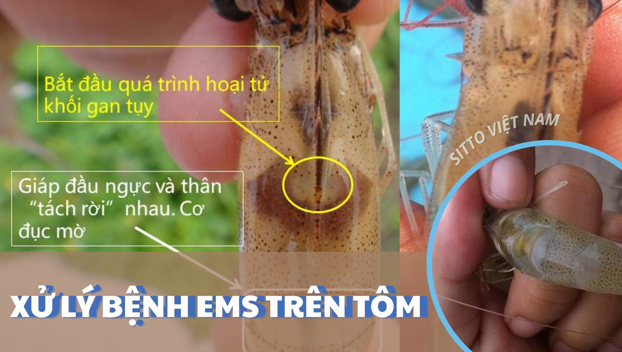 Xử lý bệnh EMS trên tôm (tôm chết sớm) bằng các hợp chất Polyphenol