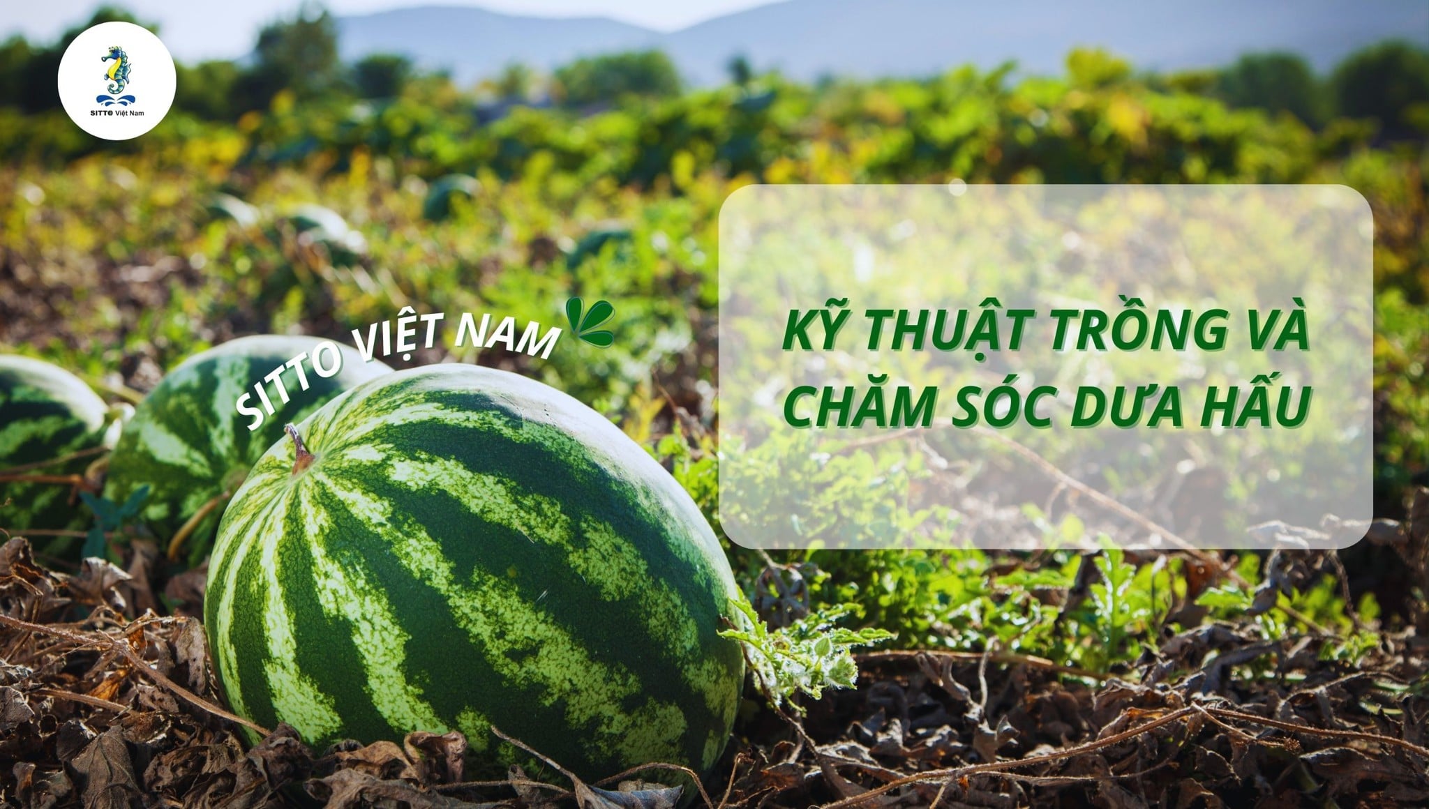 Hướng dẫn kỹ thuật trồng và chăm sóc dưa hấu