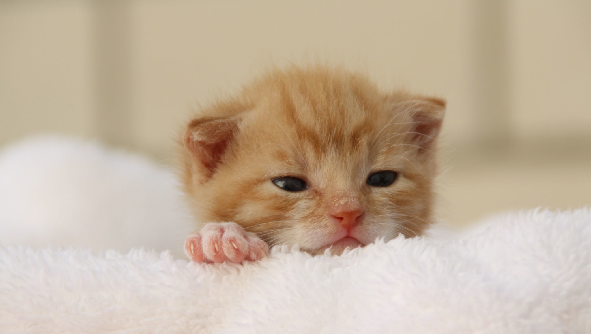 Cách Nuôi Mèo Con Mất Mẹ: Hướng Dẫn Chi Tiết Cho Người Mới Bắt Đầu