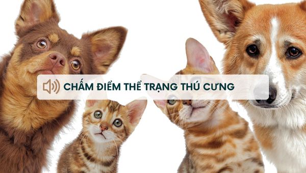Chấm điểm thể trạng thú cưng: 9 mức đánh giá thể trạng cho thú cưng tại nhà