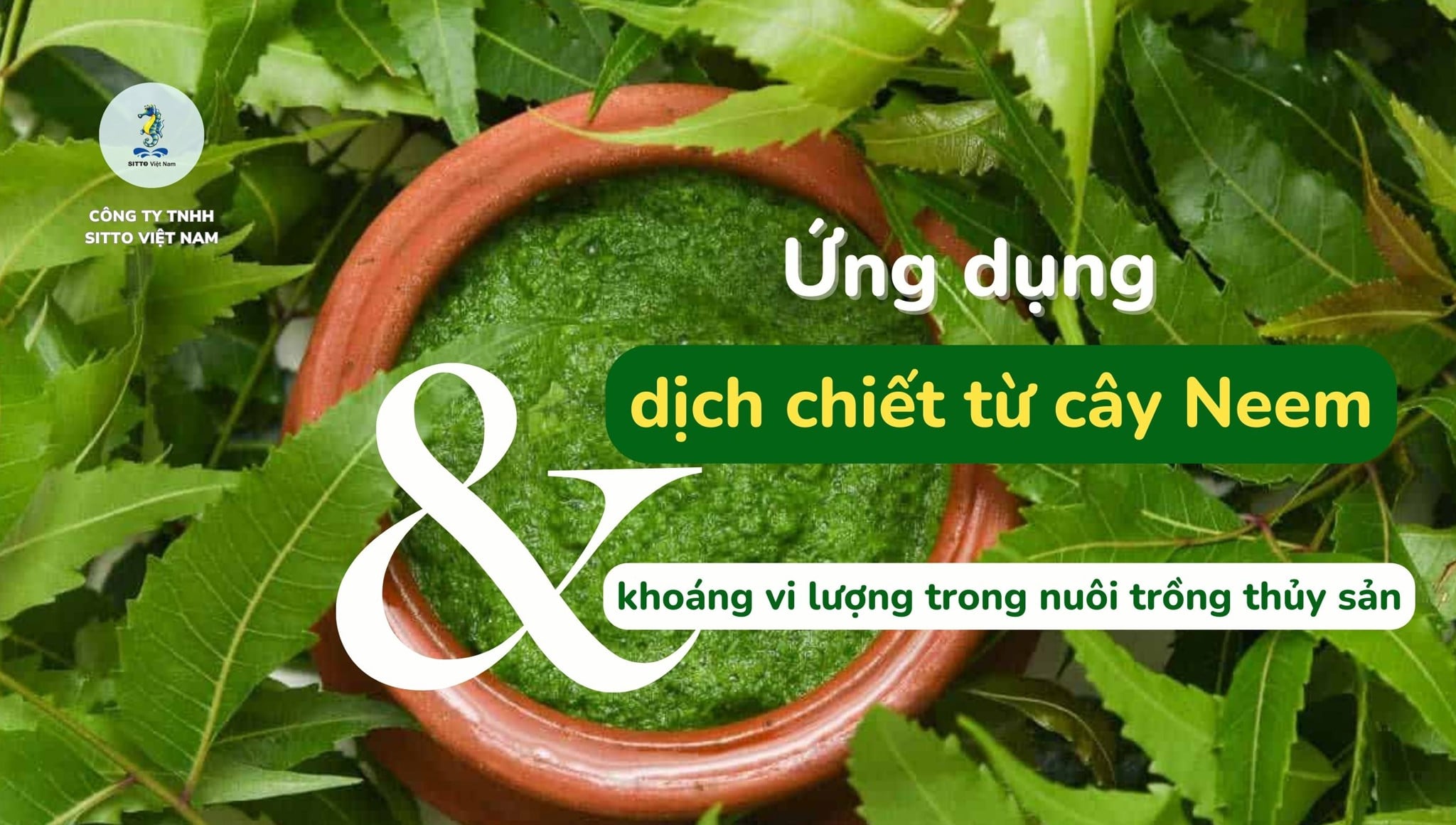 Ứng dụng của dịch chiết từ cây Neem và khoáng vi lượng trong nuôi trồng thủy sản