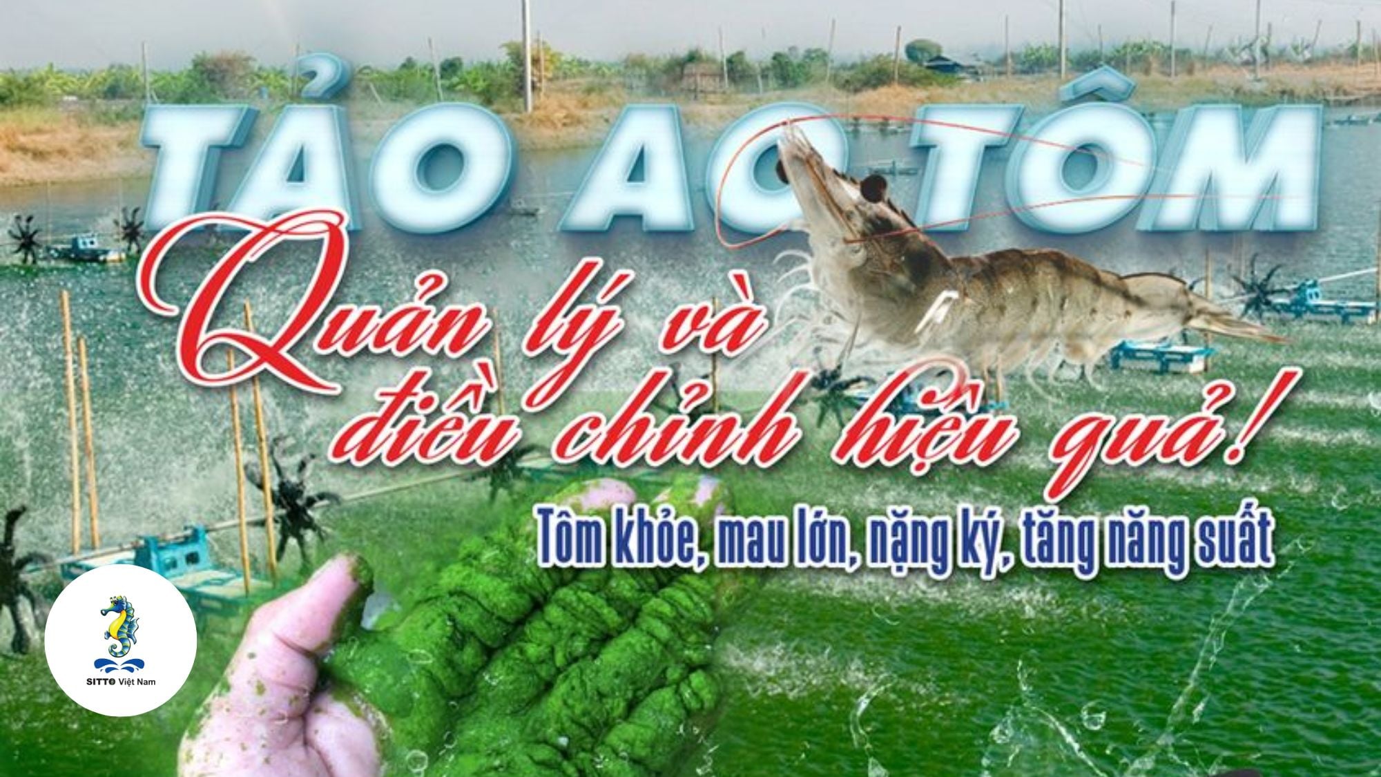 Quản lý tảo độc trong ao nuôi tôm