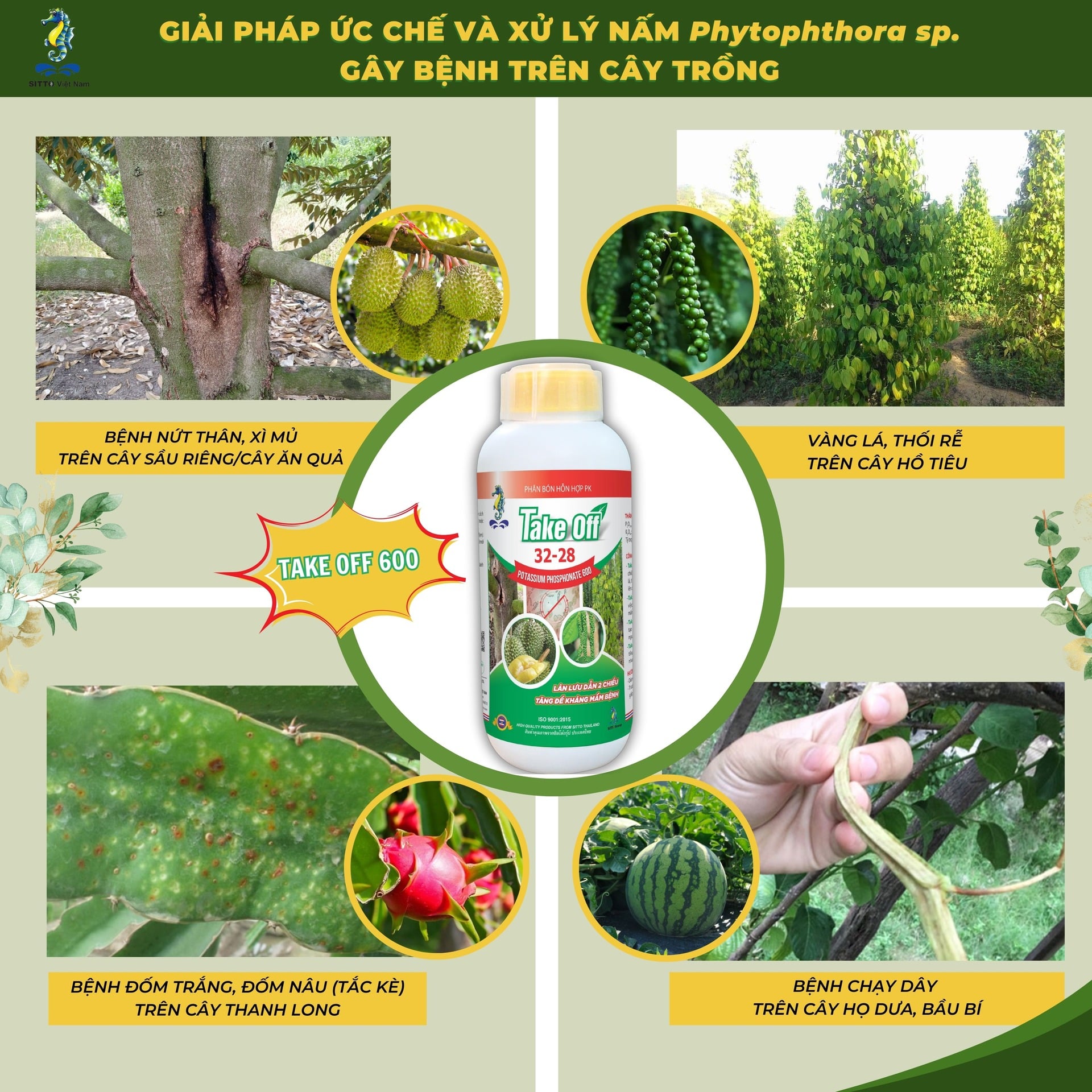 GIẢI PHÁP ỨC CHẾ VÀ XỬ LÝ NẤM Phytophthora sp. GÂY BỆNH TRÊN CÂY TRỒNG | SITTO eShop