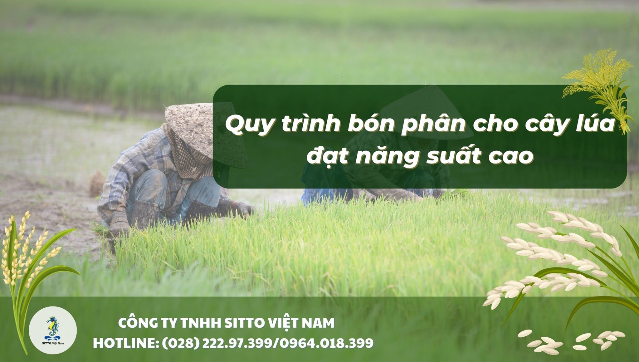 Quy trình bón phân cho cây lúa hợp lý, hiệu quả, đạt năng suất cao