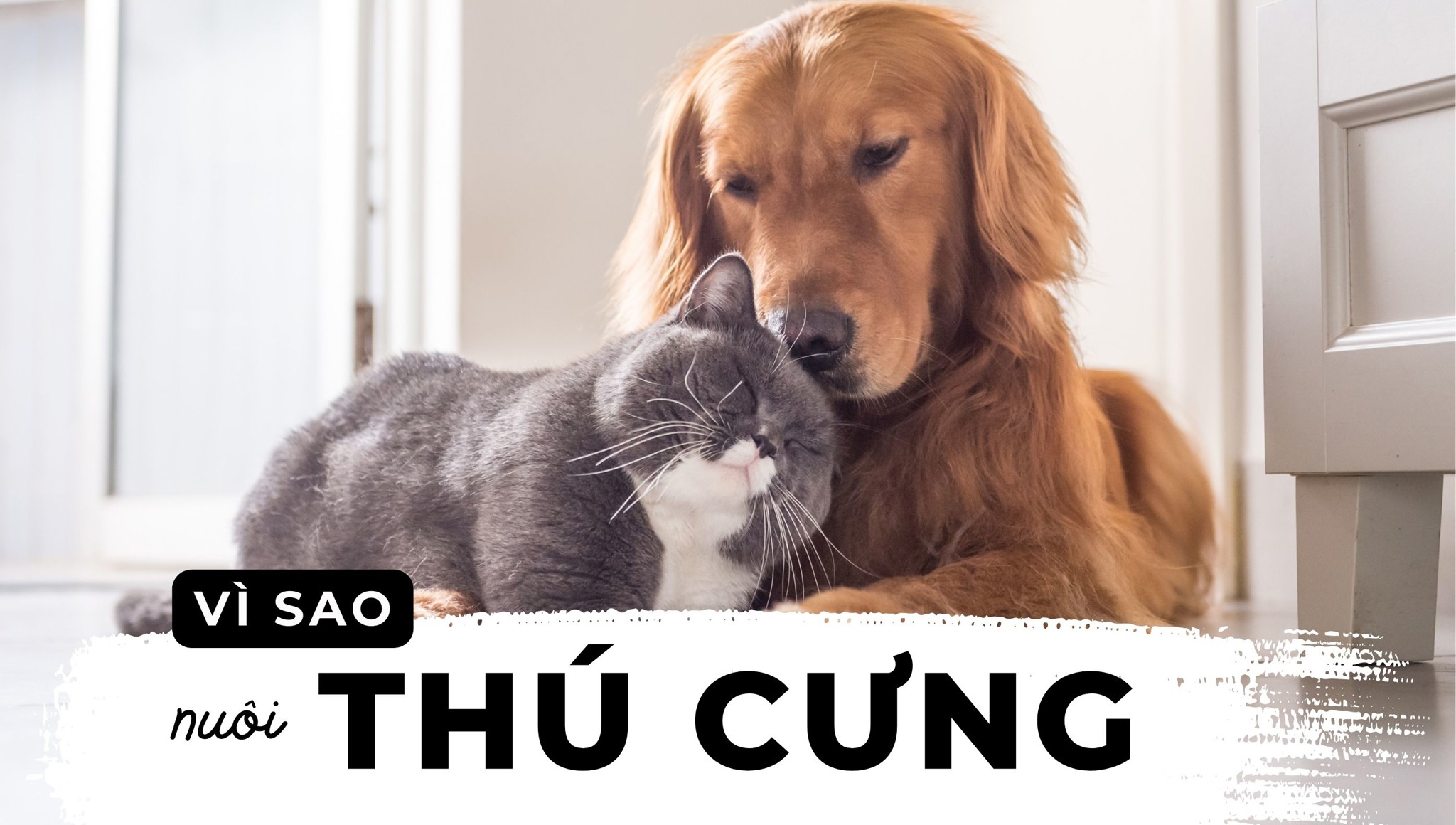 Có nên nuôi thú cưng không? 13 lợi ích tuyệt vời của việc nuôi thú cưng tại nhà