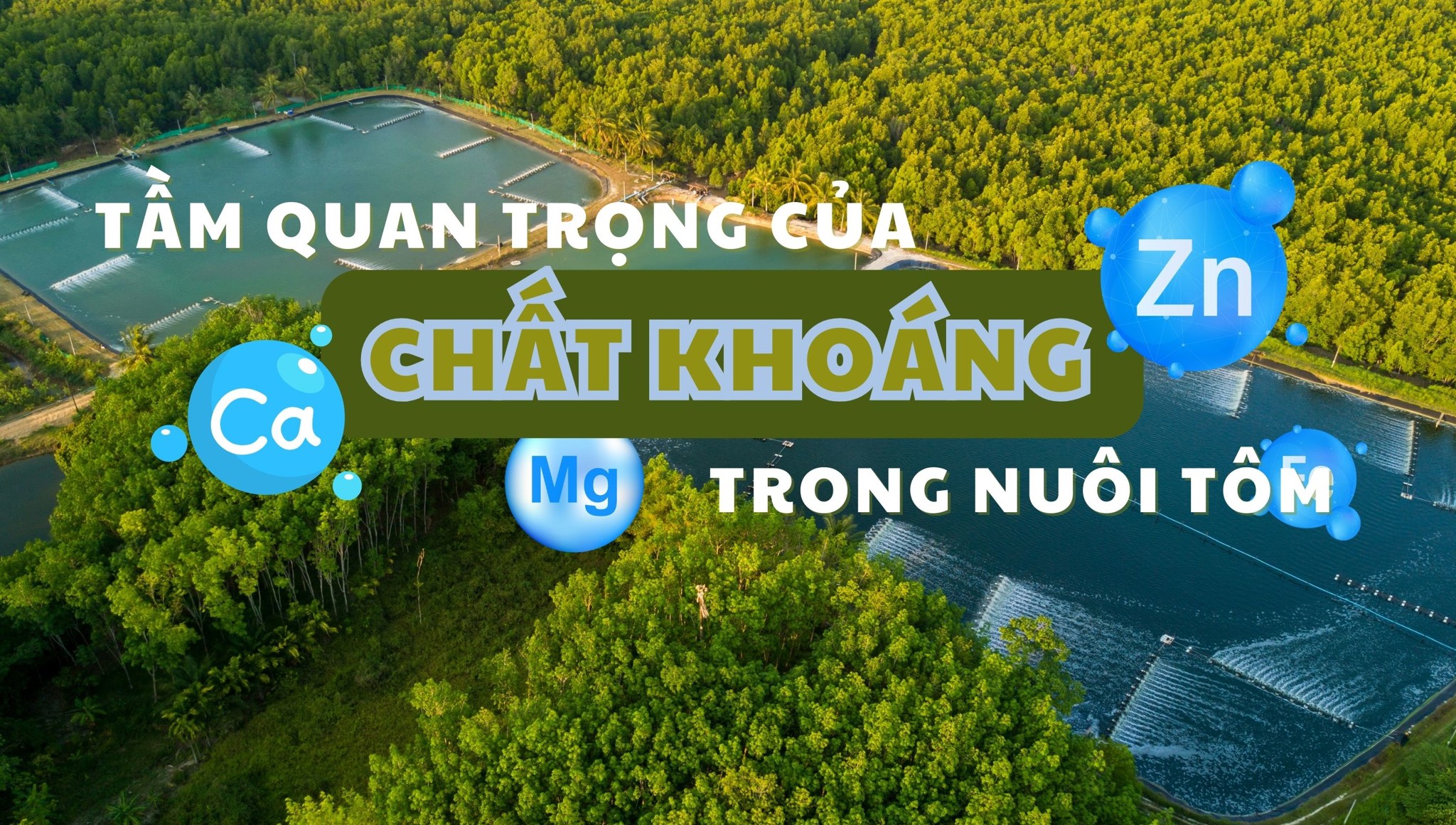 Sức khỏe tôm nuôi: Bí mật tầm quan trọng của chất khoáng trong nuôi tôm