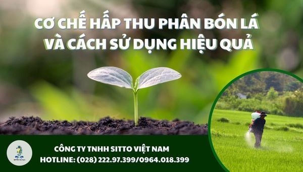 Cơ chế hấp thu phân bón lá của cây trồng và cách sử dụng hiệu quả