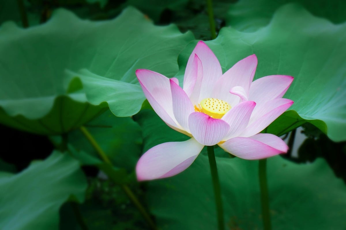 vô thường