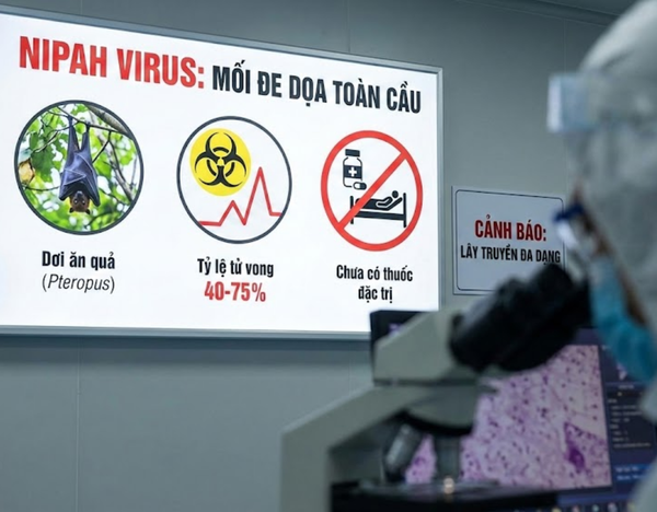virus nipah là gì và cách phòng tránh