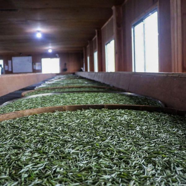 Bạch trà Shan Tuyết vụ xuân, tinh khôi như tuyết, dịu ngọt tựa gió ngàn.