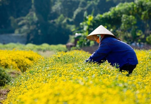 Tôi Yêu Trà