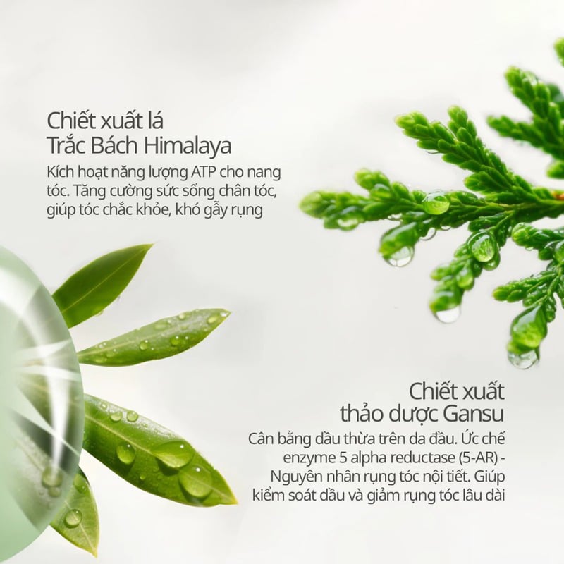 thegioiskinfood.com - Dầu Gội Chando Himalaya Anti-Hair Loss & Strengthening Shampoo 600ml - Làm sạch tóc, ngăn ngừa gãy rụng tóc