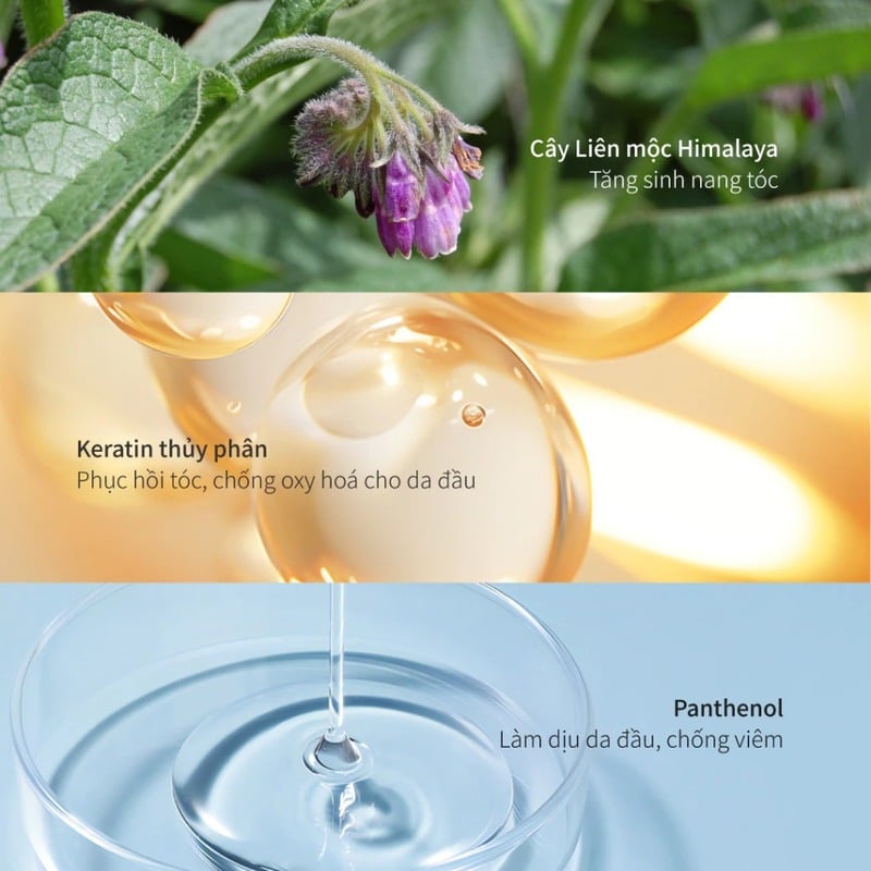 thegioiskinfood.com - Dầu Gội Chando Himalaya Volumizing & Fortifying Shampoo 600ml - Làm phồng, nuôi dưỡng tóc dày và chắc khỏe