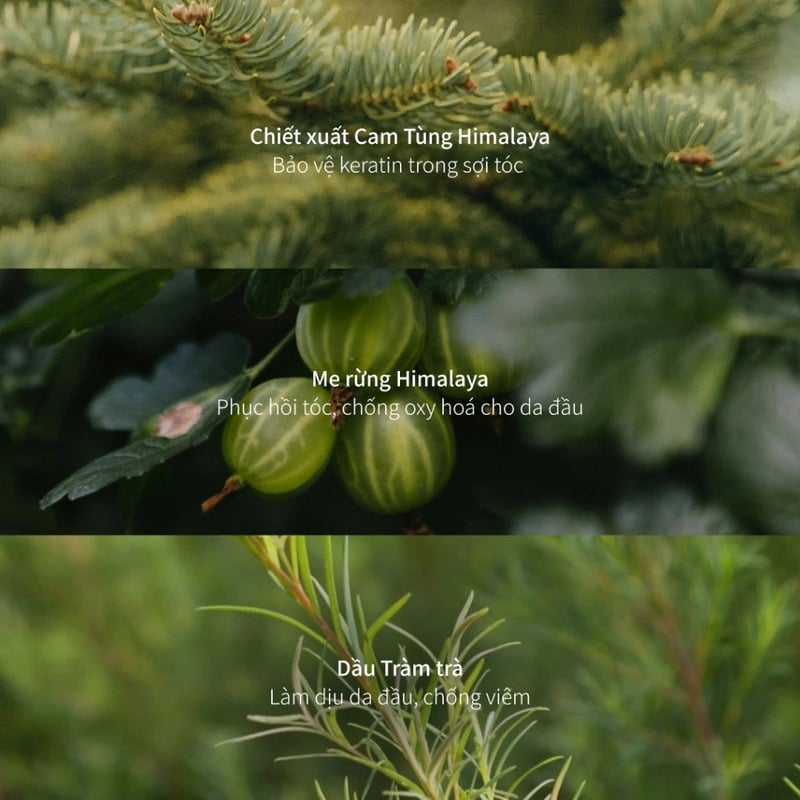 thegioiskinfood.com - Dầu Gội Chando Himalaya Oil Control & Volumizing Shampoo 600ml - Hỗ trợ kiểm soát dầu và làm phồng tóc