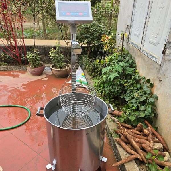 Quy định về cách chọn mẫu cho cân điểm bột sắn - cân xác định hàm lượng tinh bột sắn