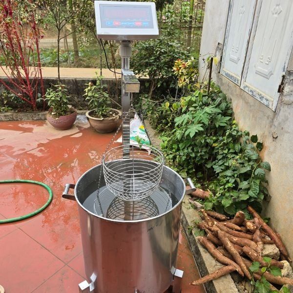 Quy định về cách chọn mẫu cho cân điểm bột sắn - cân xác định hàm lượng tinh bột sắn