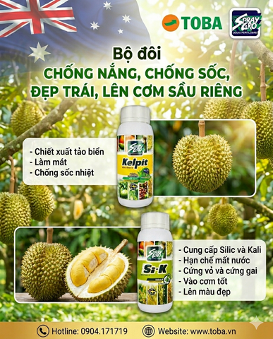 Chống nắng, chống sốc, đẹp trái, lên cơm sầu riêng bằng bộ đôi nhà TÔ BA, bạn có biết?