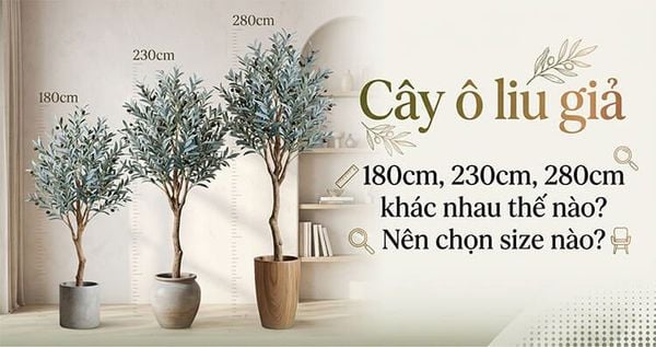 Cây ô liu giả 180cm, 230cm, 280cm khác nhau thế nào? Nên chọn size nào?