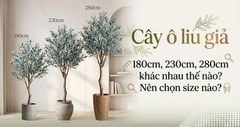 Cây ô liu giả 180cm, 230cm, 280cm khác nhau thế nào? Nên chọn size nào?