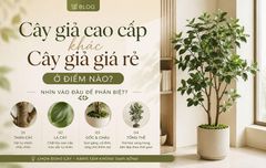 Cây giả cao cấp khác cây giả giá rẻ ở điểm nào? Nhìn vào đâu để phân biệt?