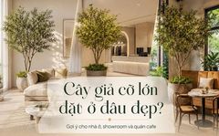 Cây giả cỡ lớn đặt ở đâu đẹp? Gợi ý cho nhà ở, showroom và quán cafe