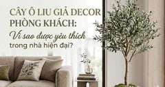 Cây ô liu giả decor phòng khách: vì sao được yêu thích trong nhà hiện đại?