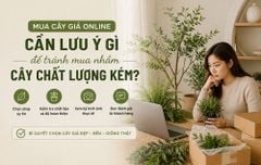 Mua cây giả online cần lưu ý gì để tránh mua nhầm cây chất lượng kém?