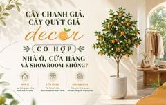 Cây chanh giả, cây quýt giả decor có hợp nhà ở, cửa hàng và showroom không?