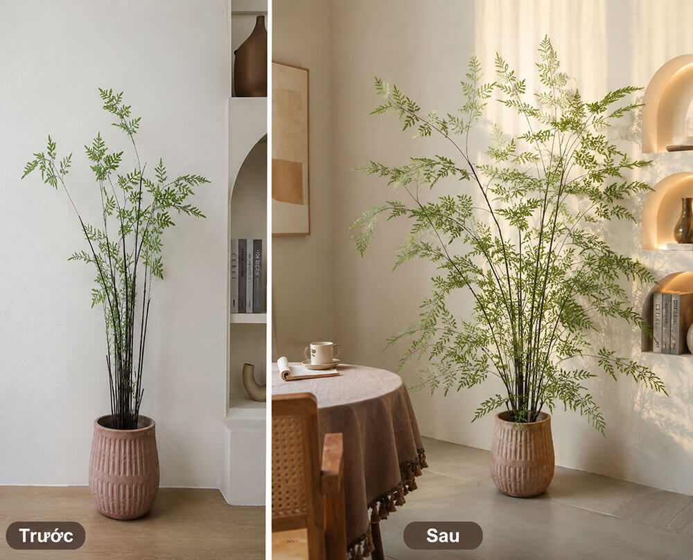 cây dương xỉ giả trước và sau khi bun lá