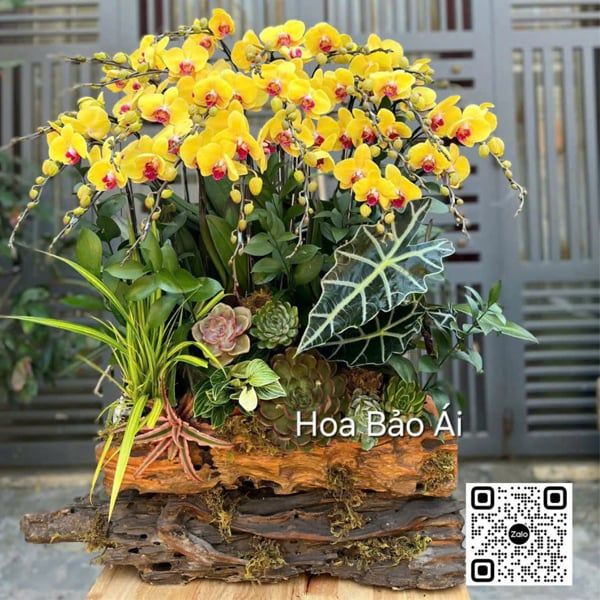 lua-hoa-lan-vang-chuc-mung