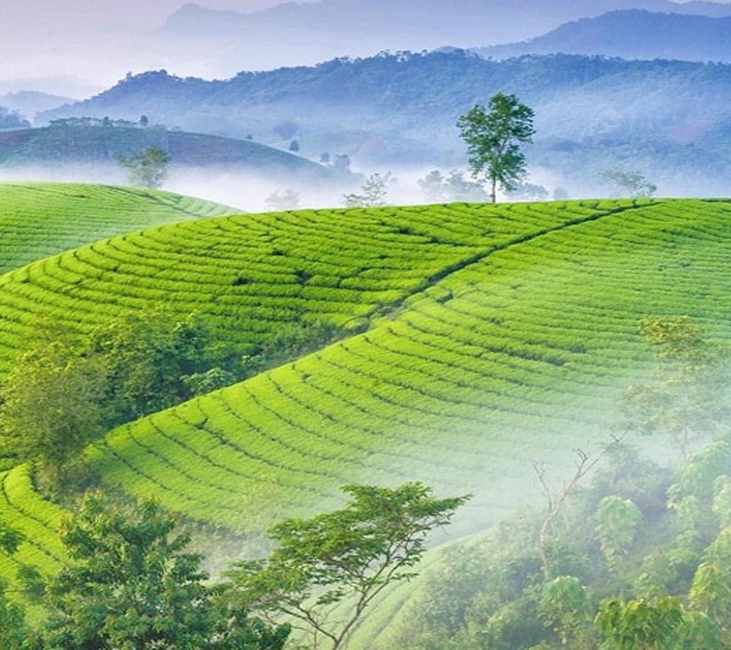 🍃 Chất lượng khởi nguồn từ những đồi trà tuyển chọn