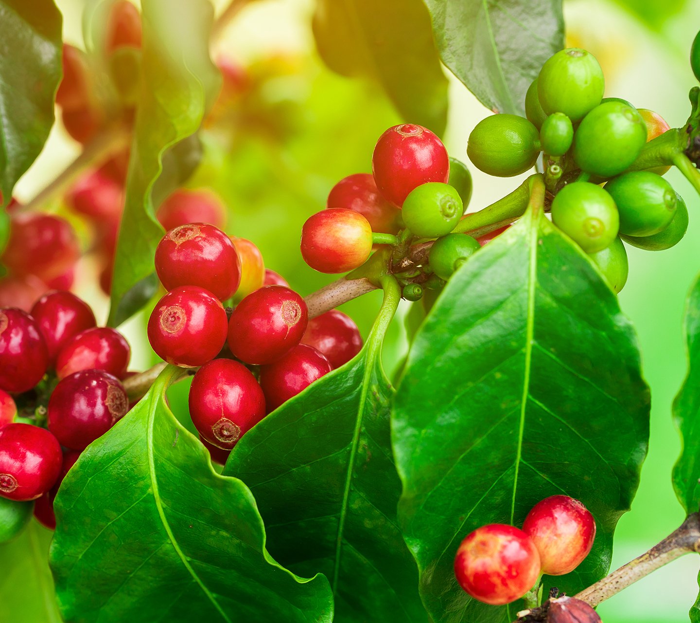 ☕ Nguyên bản từ giá trị hạt cà phê chất lượng