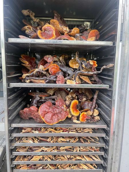 Mùi thơm của nấm lim xanh sau một đêm trong máy sấy