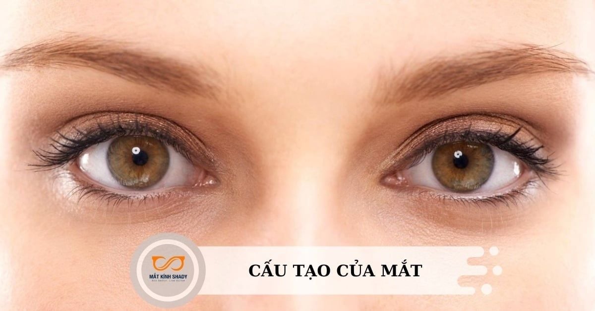Cấu tạo của mắt người: Giải thích chi tiết và dễ hiểu nhất