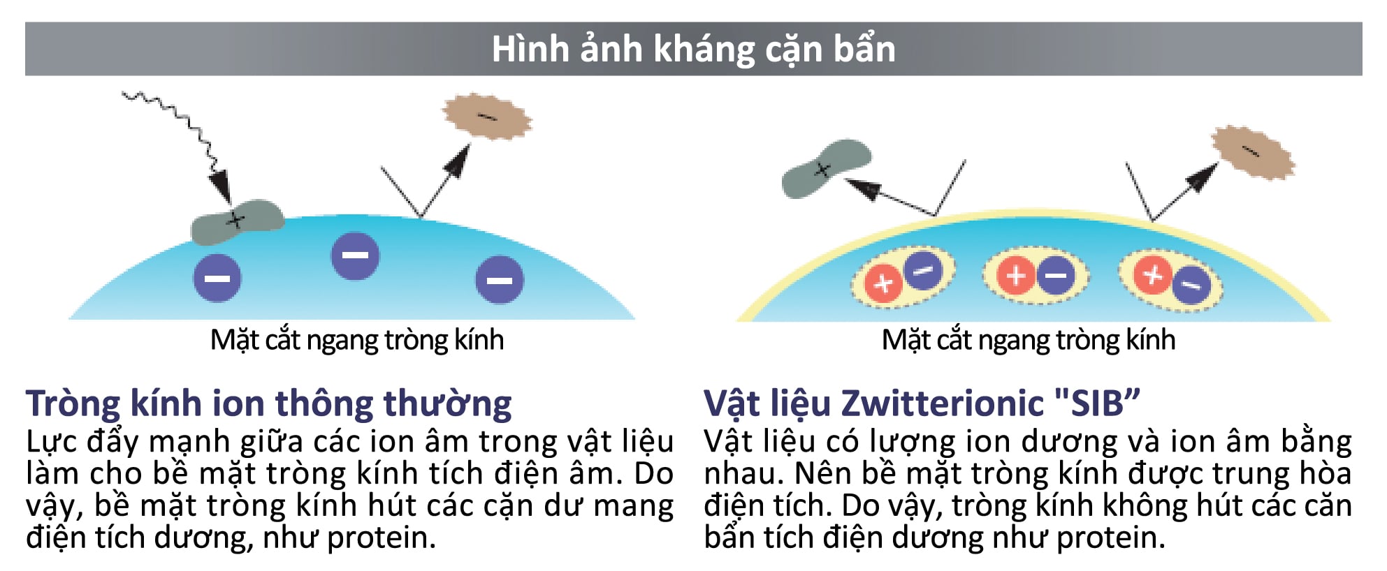 Kính Áp Tròng Trong Suốt SEED 1dayPure EDOF (1 Ngày)