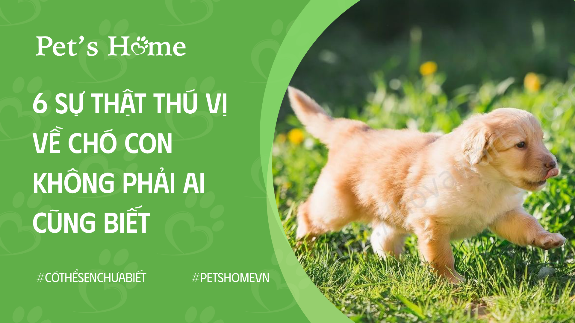 6 sự thật thú vị về chó con không phải ai cũng biết – Pet's Home