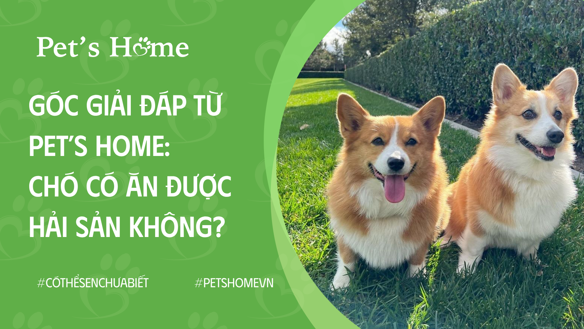 Góc giải đáp từ Pet’s Home: Chó có ăn được hải sản không? – Pet's Home