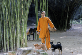 Nhà sư bảo tồn tre trúc trên bán đảo Sơn Trà