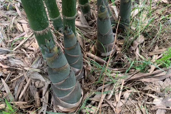 Tre tứ quý giúp đồi cằn 'đẻ ra tiền'