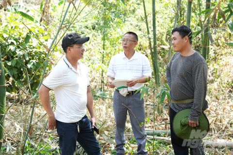 Vườn măng tre 4 mùa của chàng kỹ sư công nghệ