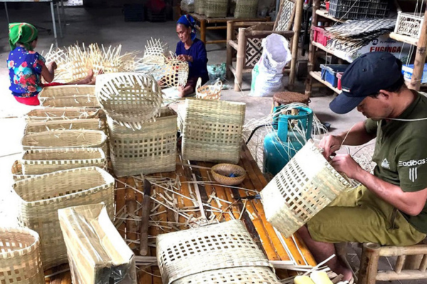 Nâng giá trị vùng nguyên liệu tre, luồng Bắc Trung Bộ