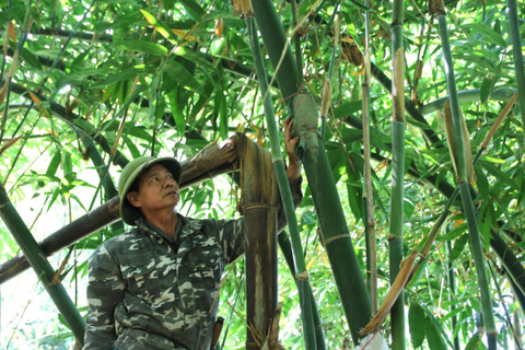 Cựu binh trồng loài cây vừa chống sạt lở, vừa bỏ túi hàng trăm triệu đồng/năm