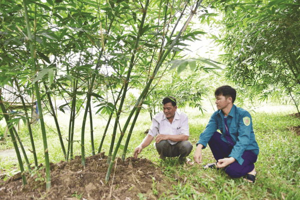 Trồng tre Lục Trúc hướng phát triển kinh tế khả thi