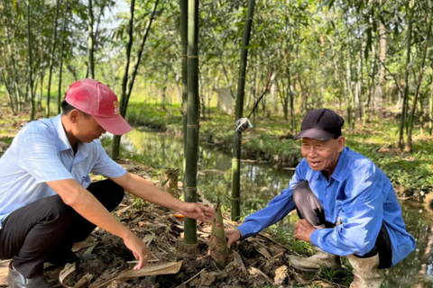 Nông dân trở thành triệu phú nhờ trồng tre tứ quý