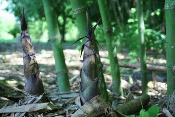 Đa lợi ích từ trồng măng Bát Độ