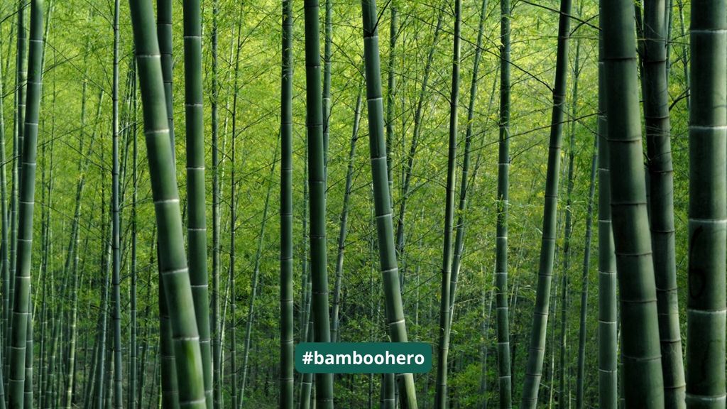 Tương Lai Của Tre – Nguyên Liệu Xanh Cho Một Thế Giới Bền Vững